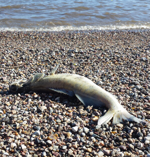 Andere Entdeckungen an der Elbe