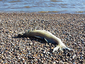 Der wunderschöne Elbstrand 14